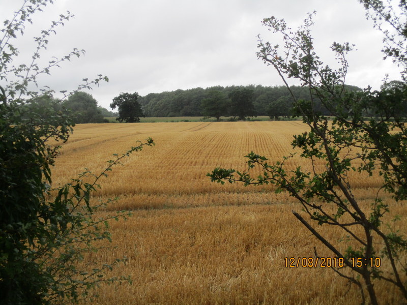 corn stubbles